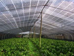 agro shade nets black