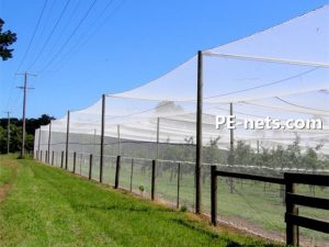 Anti Bird Netting-1