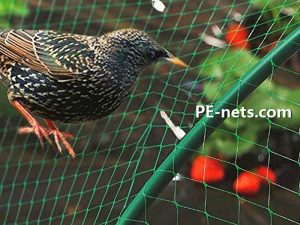 Anti Bird Netting-12