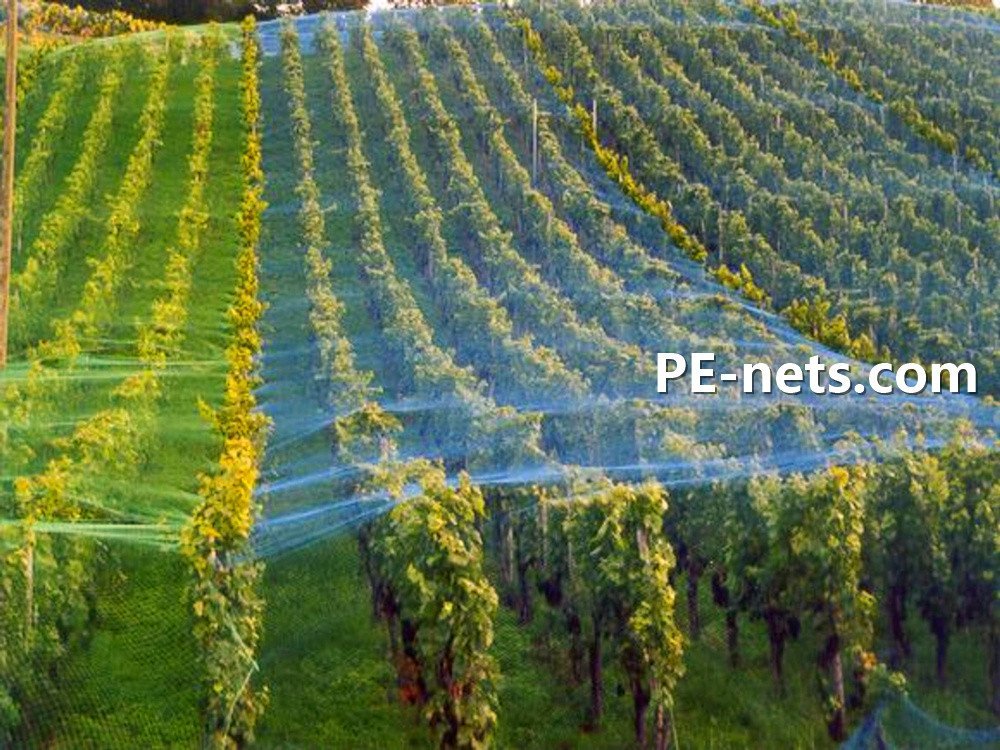 Anti Insect Net, Anti Bird Net for Vineyard, Greenhouse - China