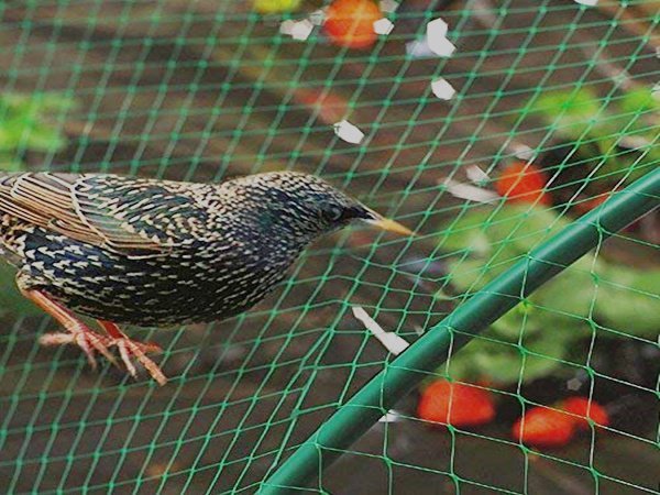 Anti Bird Netting Application-1