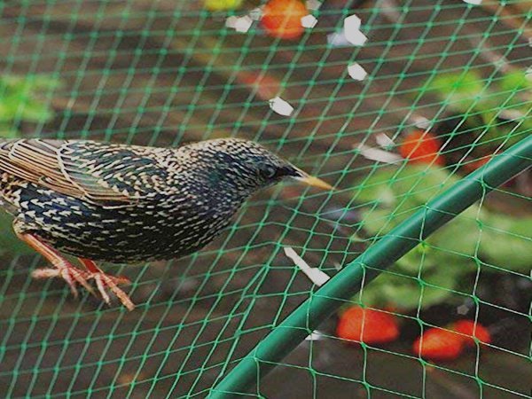 Anti on sale bird netting
