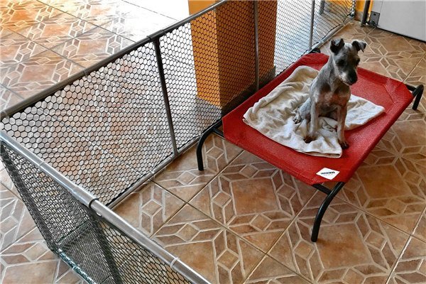 Pets plastic safety fence