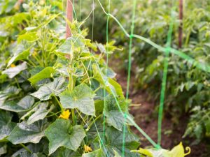 Plant Trellis Netting-3