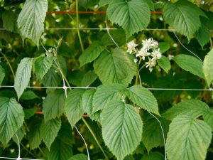 Plant Trellis Netting-5