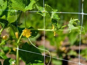 Plant Trellis Netting-6