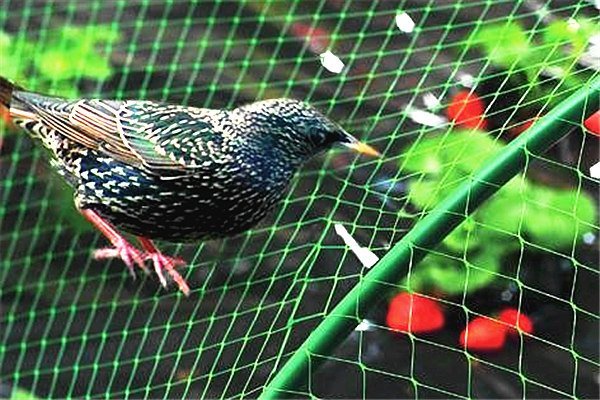 Plastic bird netting for berry-2