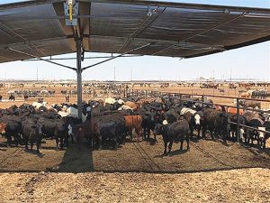 livestock shade cloth (1)