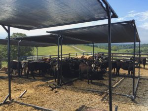 livestock shade cloth (5)