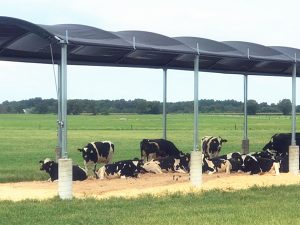 livestock shade cloth (7)