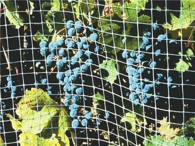 blueberry netting 1