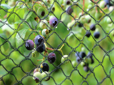 blueberry netting 2