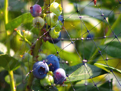 blueberry netting 4