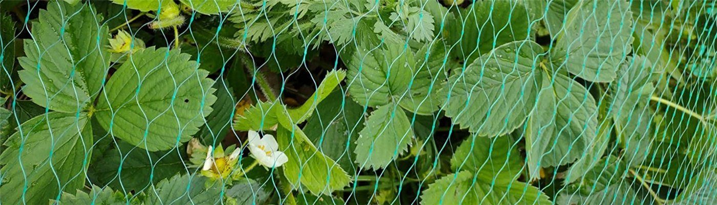 Plastic bird netting for berry