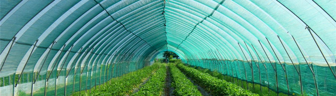 Plastic flat netting, application as shade net in agriculture